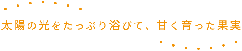 太陽の光をたっぷり浴びて、甘く育った果実